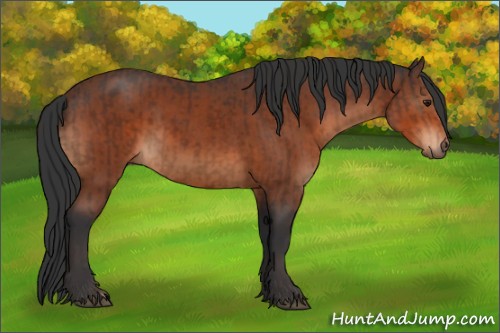 Horse Color:Brown  and Bay 