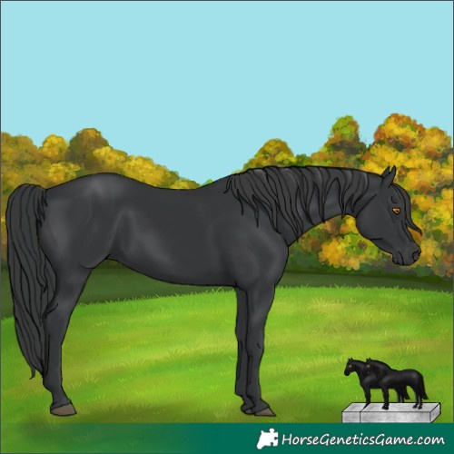 Horse Color:Black 