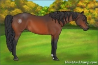 Horse Color:Brown 