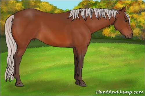 Horse Color:Silver Bay 