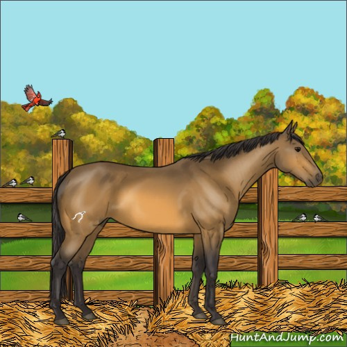 Horse Color:Buckskin 