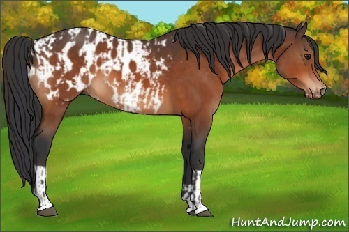 Horse Color:Bay  and Bay Appaloosa 
