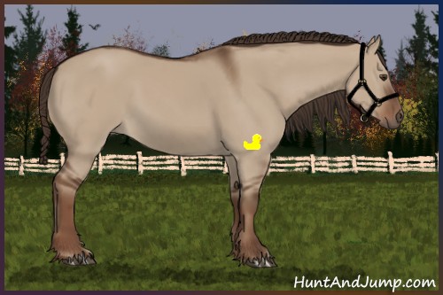 Horse Color:Liver Red Dun 