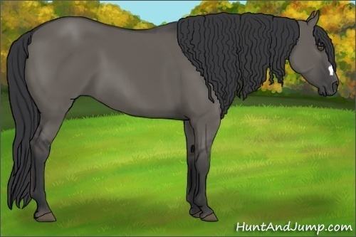 Horse Color:Grullo 