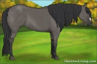 Horse Color:Grullo 