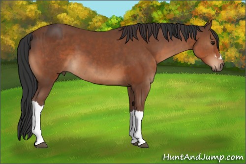 Horse Color:Bay and Bay