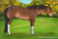 Horse Color:Bay  and Bay 