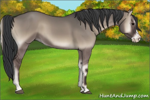 Horse Color:Grullo Onyx Splash
