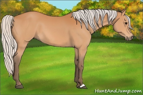 Horse Color:Silver Bay