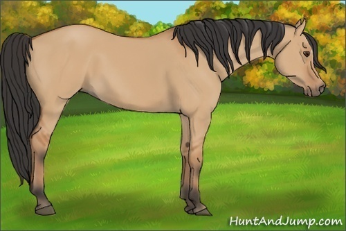 Horse Color:Bay Dun 