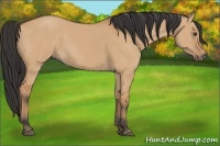 Horse Color:Bay Dun