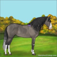 Horse Color:Grullo  and Grullo Splash 
