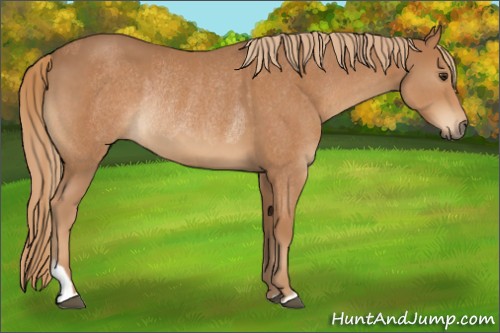 Horse Color:Chestnut  and Chestnut Rabicano 