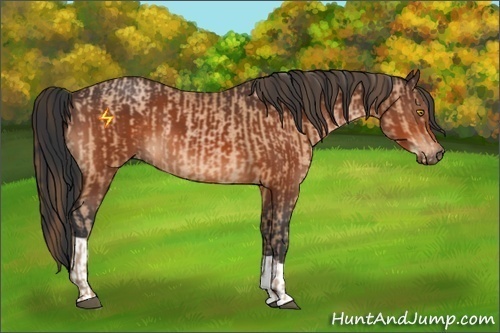 Horse Color:Bay Pearl  and Bay 