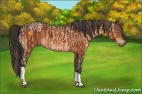 Horse Color:Bay Pearl  and Bay 