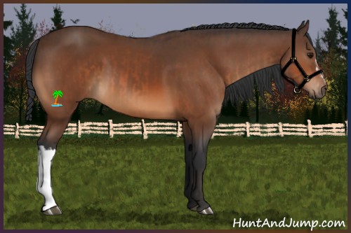 Horse Color:Bay  and Bay 