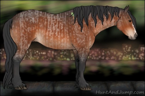 Horse Color:Bay Roan and Bay