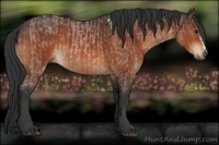 Horse Color:Bay Roan  and Bay 