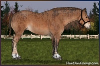 Horse Color:Bay  and Chestnut 