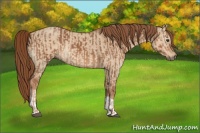 Horse Color:Chestnut  and Red Dun 