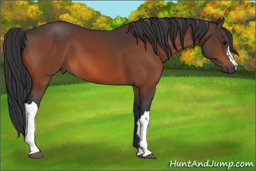 Horse Color:Bay 