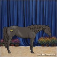 Horse Color:Smoky Black 