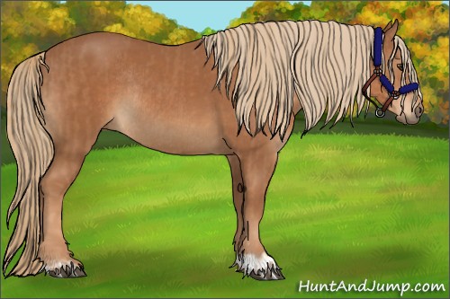 Horse Color:Chestnut  and Chestnut Rabicano 