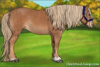 Horse Color:Chestnut  and Chestnut Rabicano 