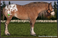Horse Color:Bay  and Chestnut Appaloosa 