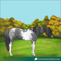 Horse Color:Blue Roan Tobiano