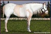 Horse Color:Gold Champagne Pearl Rabicano  and Gray Gold Champagne Pearl Rabicano 