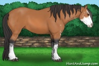 Horse Color:Bay Sabino 