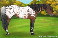 Horse Color:Bay Roan Appaloosa  and White Spotted Bay Roan Appaloosa 
