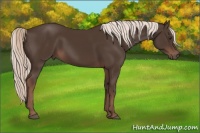 Horse Color:Liver Chestnut Mushroom Rabicano 