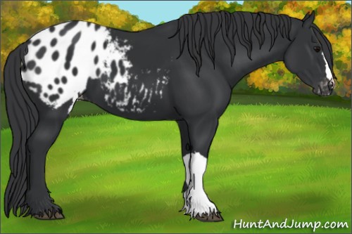 Horse Color:Black Appaloosa 