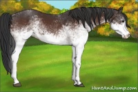Horse Color:White Spotted Brown