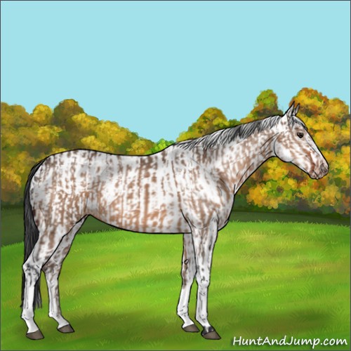 Horse Color:Brown Dun  and White Spotted Brown Dun 