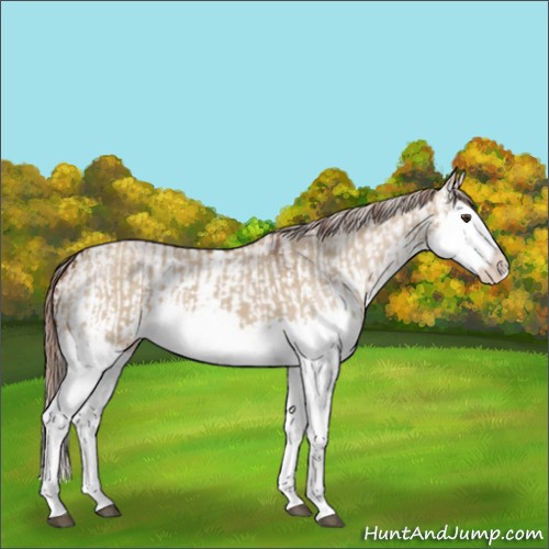 Horse Color:Red Dun Splash and Red Dun Splash Varnish