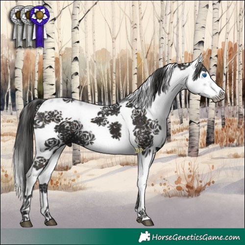 Horse Color:Liver Chestnut Frame 