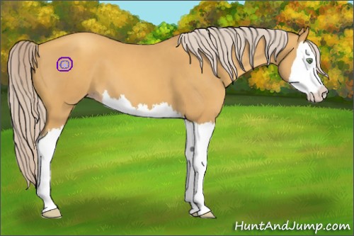 Horse Color:Gold Cream Champagne Splash 