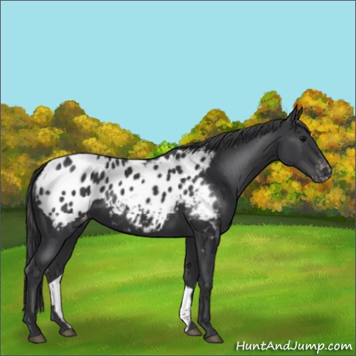 Horse Color:Black Appaloosa 