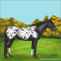 Horse Color:Black Appaloosa 