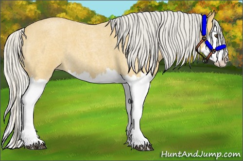 Horse Color:Silver Buckskin Roan Splash 