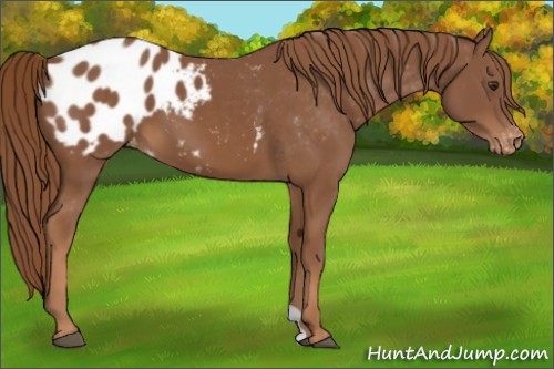 Horse Color:Chestnut Appaloosa 