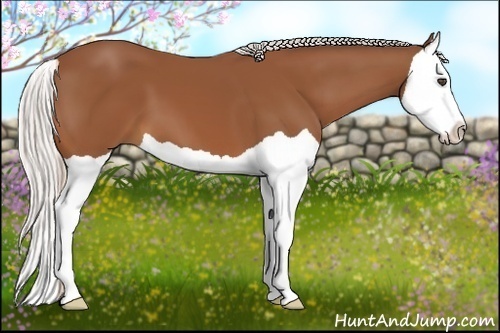 Horse Color:Silver Bay Splash 