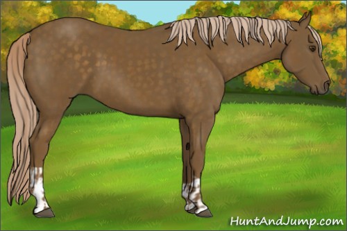 Horse Color:Chocolate Palomino  and Chocolate Palomino 
