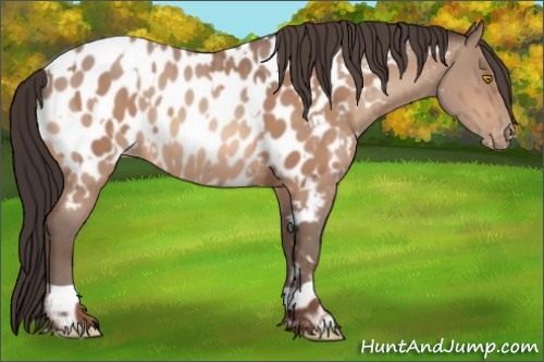 Horse Color:Amber Champagne Appaloosa  and Amber Champagne Appaloosa 