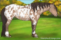 Horse Color:Amber Champagne Appaloosa and Amber Champagne Appaloosa