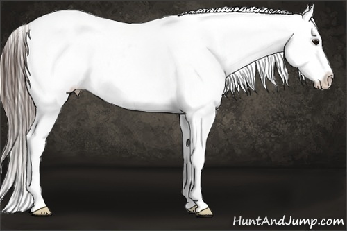 Horse Color:White Spotted Black Appaloosa 