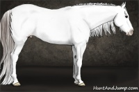 Horse Color:White Spotted Black Appaloosa 